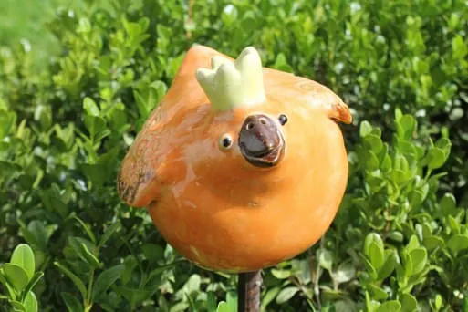 Zaunkoenig-Vogel-orange Zaunkoenig-Vogel-orange